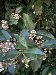 Myrcia