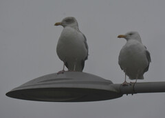Larus argentatus