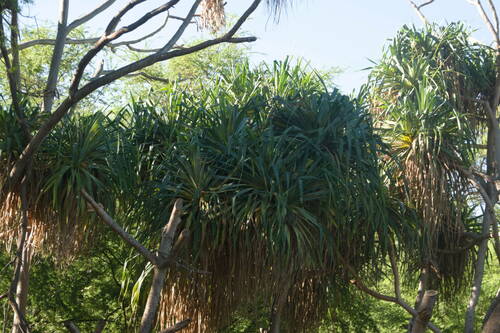 Pandanus tectorius observed 2022-12-30