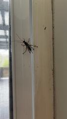 Echthromorpha intricatoria