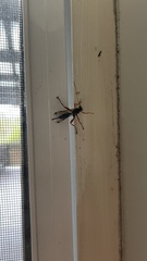 Echthromorpha intricatoria