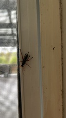 Echthromorpha intricatoria