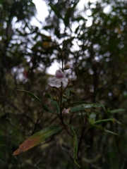 Prostanthera lasianthos
