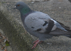 Columba livia domestica