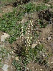 Pedicularis contorta