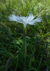 Dianthus mooiensis