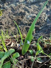 Scilla monophyllos