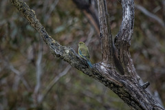 Neophema chrysostoma