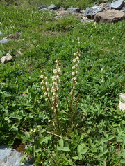 Pedicularis contorta