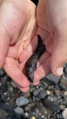 Acanthoclinus fuscus