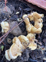 Tapinella panuoides