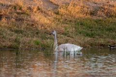 Cygnus columbianus columbianus