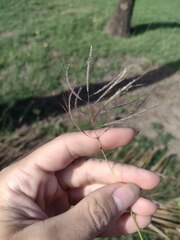Dichanthium annulatum annulatum