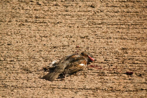 Passer domesticus observed 2022-12-30