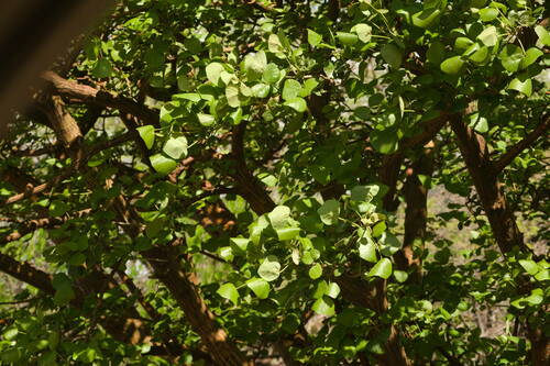 Erythrina sandwicensis observed 2022-12-30