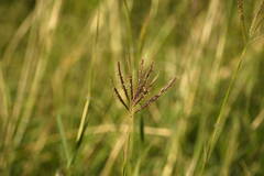 Dichanthium annulatum papillosum