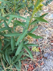 Solidago spectabilis