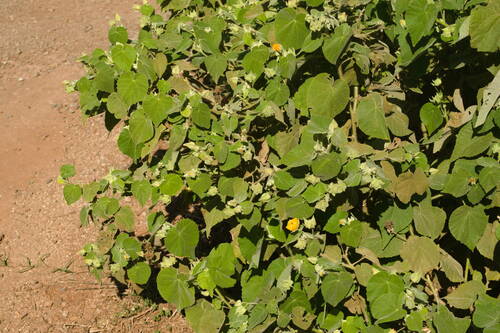 Abutilon grandifolium observed 2022-12-30