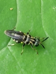 Cyphomyia