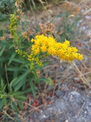 Solidago spectabilis