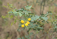 Acacia spectabilis