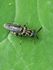 Cyphomyia