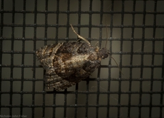 Asthenoptycha