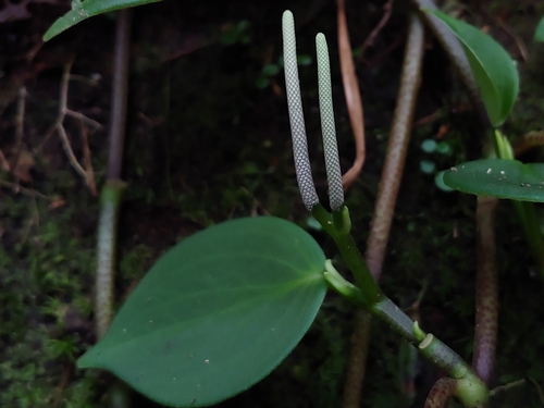 Montane peperomia (Peperomia distachyos)