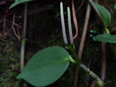 Peperomia distachyos
