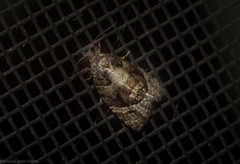 Asthenoptycha