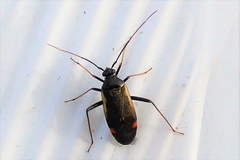 Adelphocoris seticornis