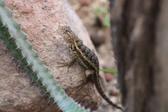 Sceloporus horridus