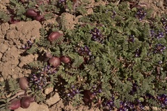 Astragalus vesiculosus