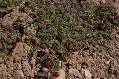 Astragalus vesiculosus