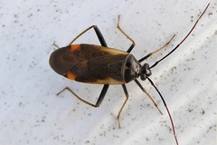 Adelphocoris seticornis