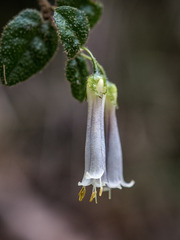 Correa aemula