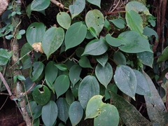 Peperomia distachyos