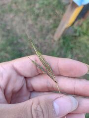 Bothriochloa pertusa