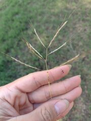 Dichanthium annulatum annulatum