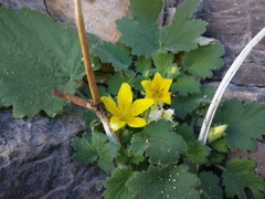Eucnide bartonioides