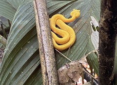 Bothriechis schlegelii