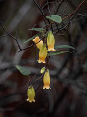 Marianthus bignoniaceus