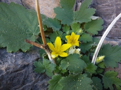 Eucnide bartonioides
