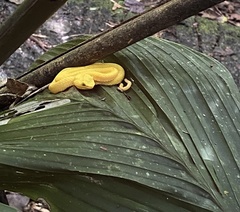 Bothriechis schlegelii