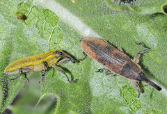Lixus scolopax