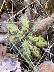 Petasites frigidus