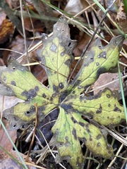 Petasites frigidus