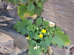 Eucnide bartonioides