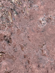 Bacteria