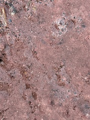 Bacteria